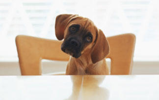 10 Table Foods Your Pet Shouldn't Eat