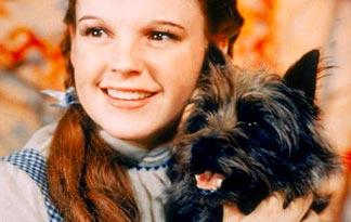 famous cairn terriers