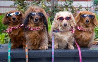 small dogs with good personalities