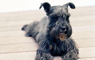 lonestar standard schnauzers