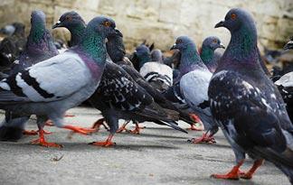 7. Pigeon | Animal Planet