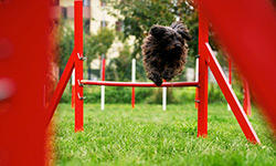 competition dog training