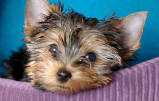 inside dog litter box