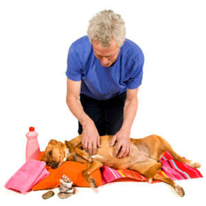 Dogtoe Babu Ki Xxx Video - Home Remedies for Dogs | Dog Care | Animal Planet