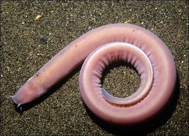 2. Hagfish | Animal Planet