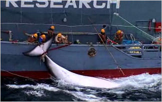 Whale Wars Do Harpooned Whales Suffer Whale Wars Animal