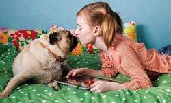 small dogs that protect their owners