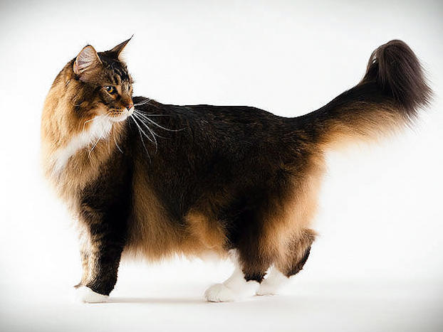 Maine Coon | Animal Planet