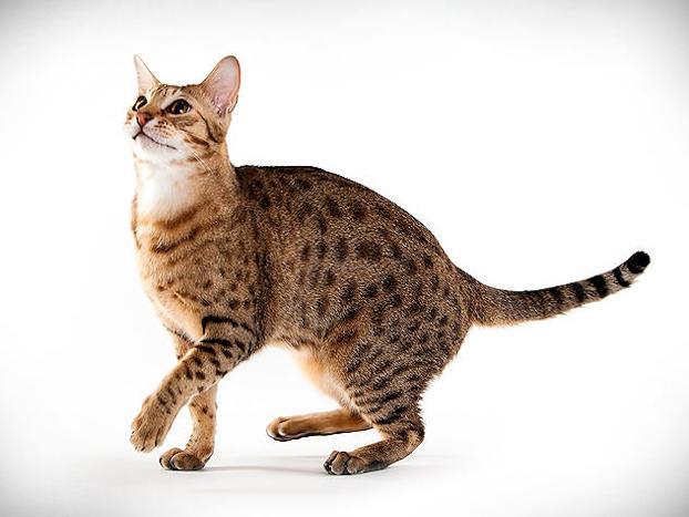 ocicat cat