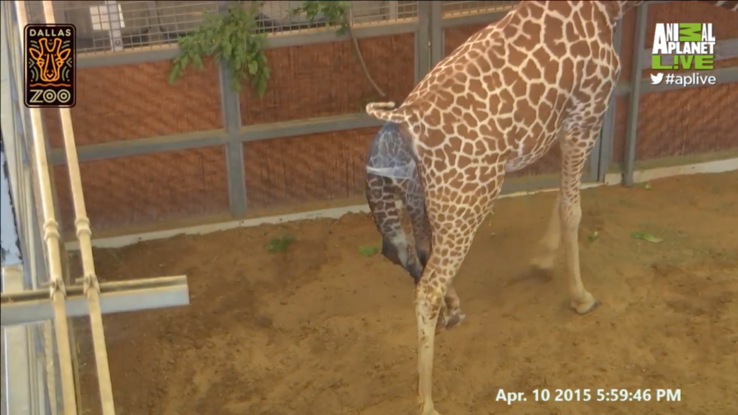 Katie the Giraffe Gives Birth! (Birth Only) | Animal Planet