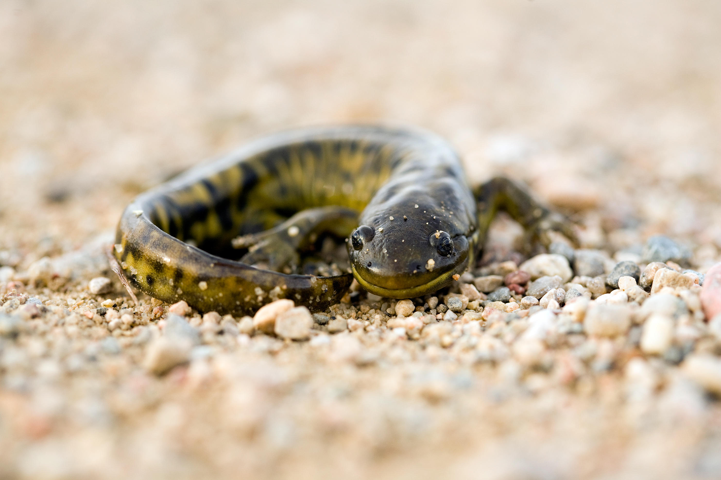 Tiger Salamander