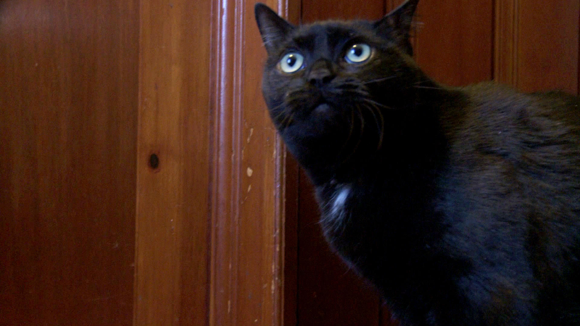 Paranormal Activity or Just Three Troubled Cats? My Cat From Hell