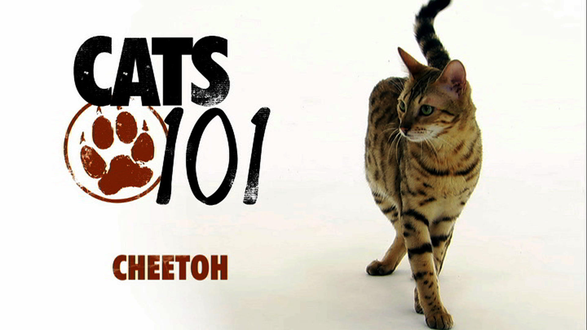 Cheetoh | Cats 101 | Animal Planet1920 x 1080