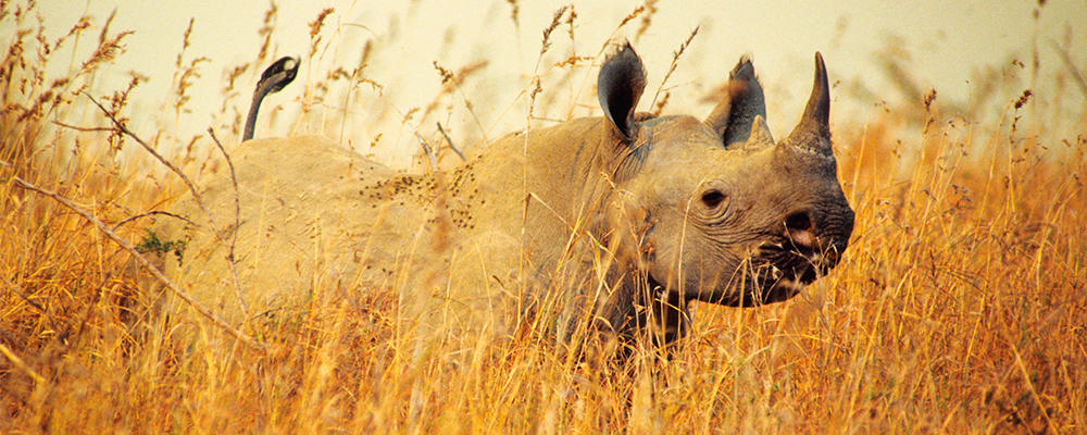 world rhino day