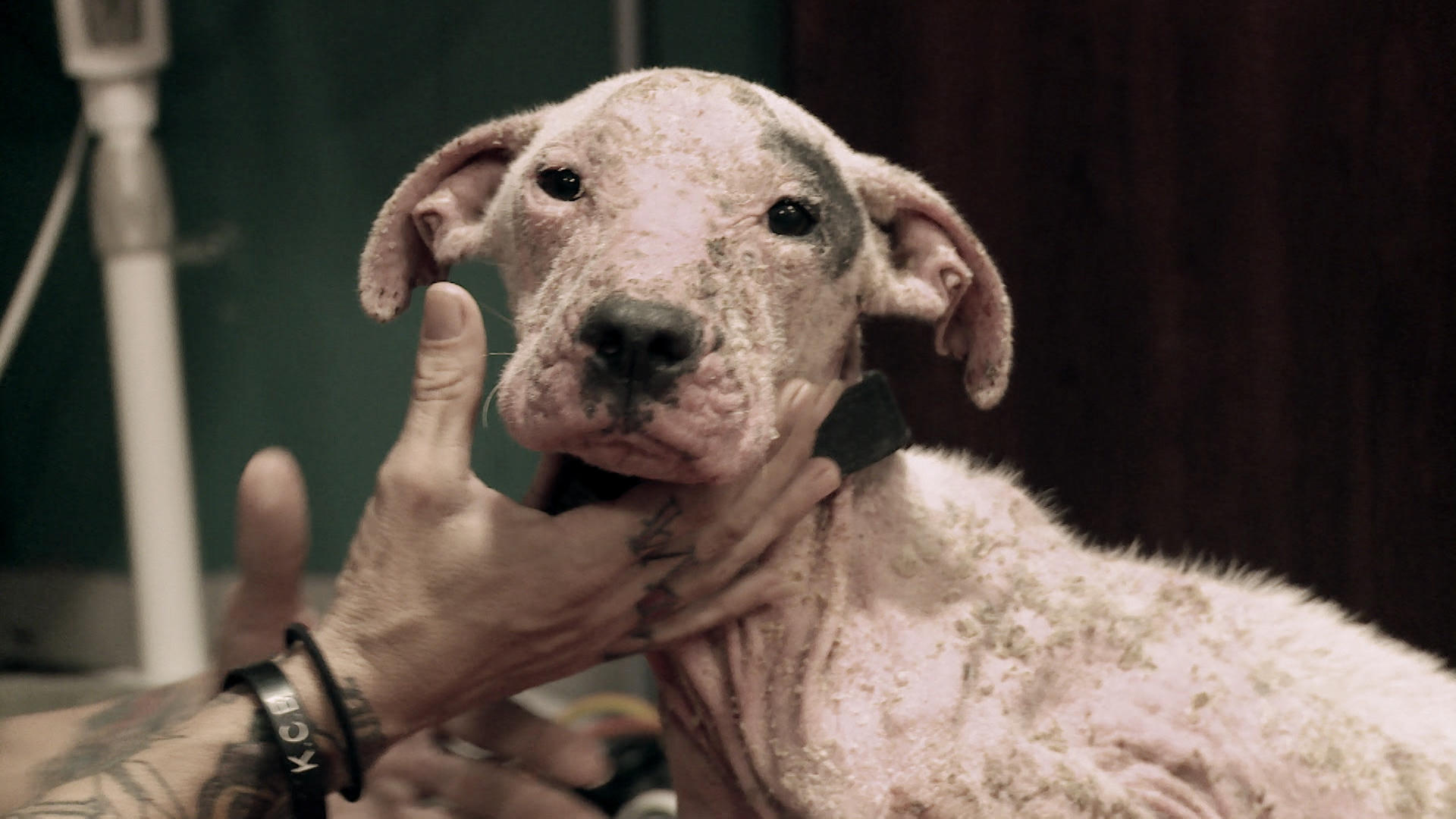 One Devastating Sight of an Emaciated Puppy Pit Bulls