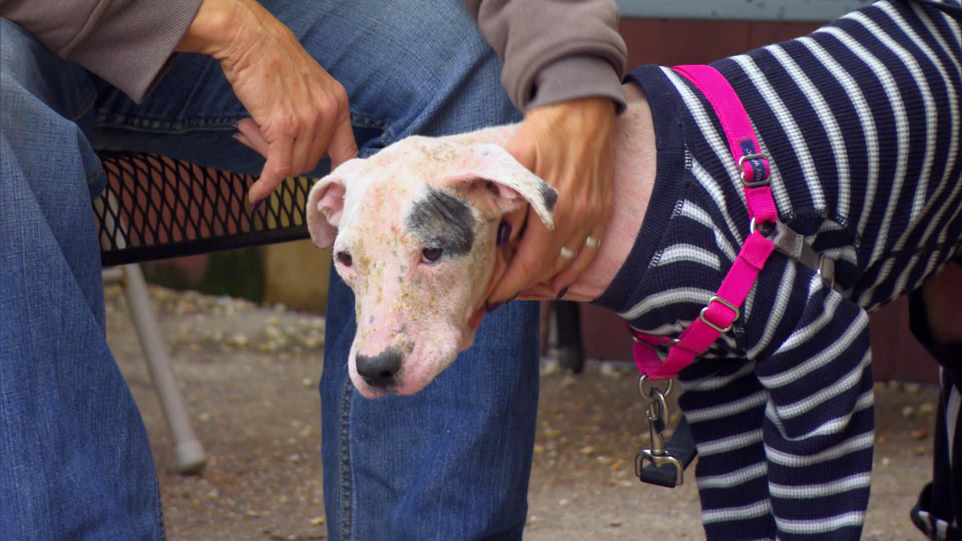 A Poor, Abused Puppy Is on the Road to Recovery Pit