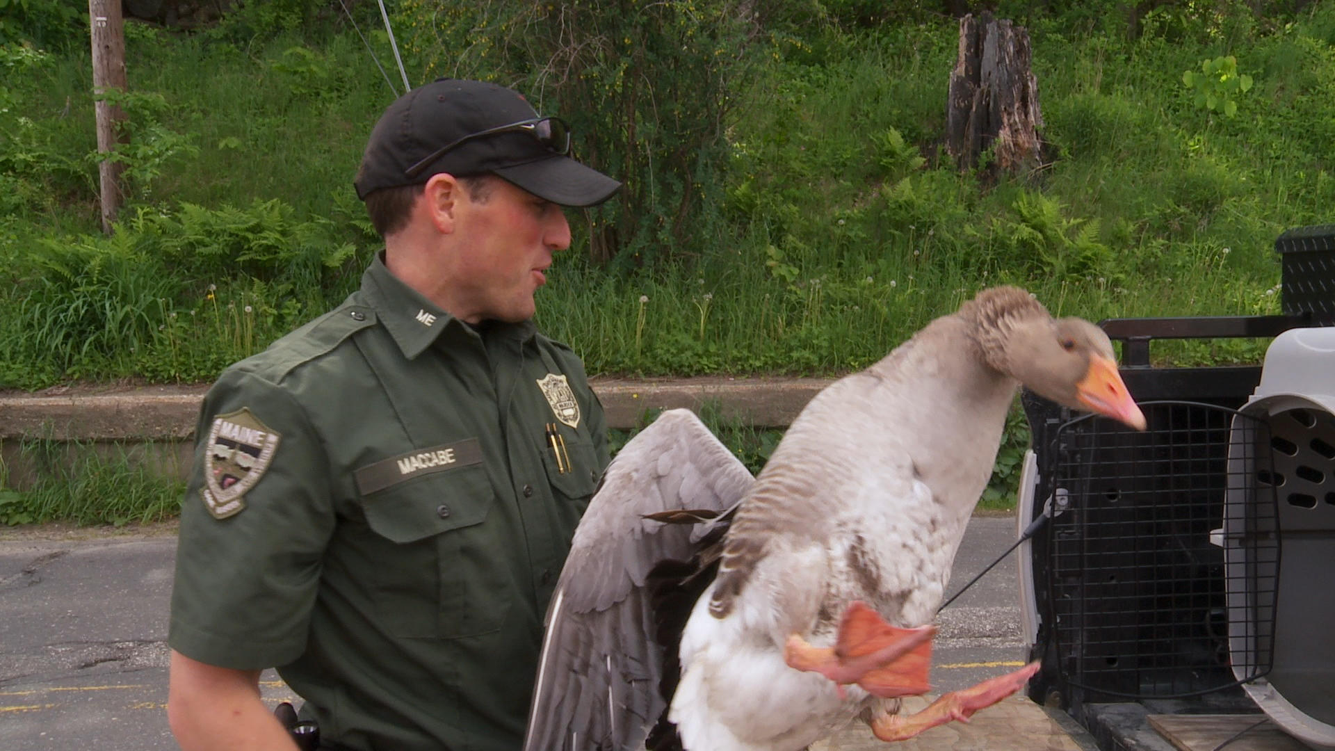 Game Warden Captures Sassy Domestic Goose North Woods Law Animal