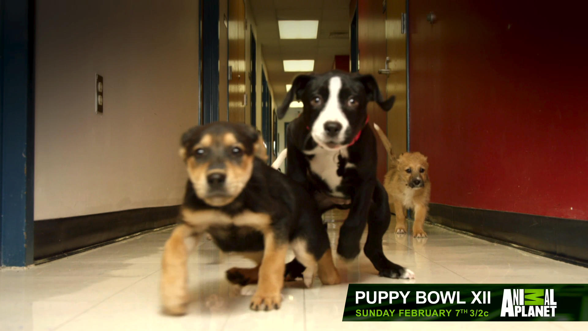 Puppy Bowl XII Is Coming! Feb. 7 at 3/2c