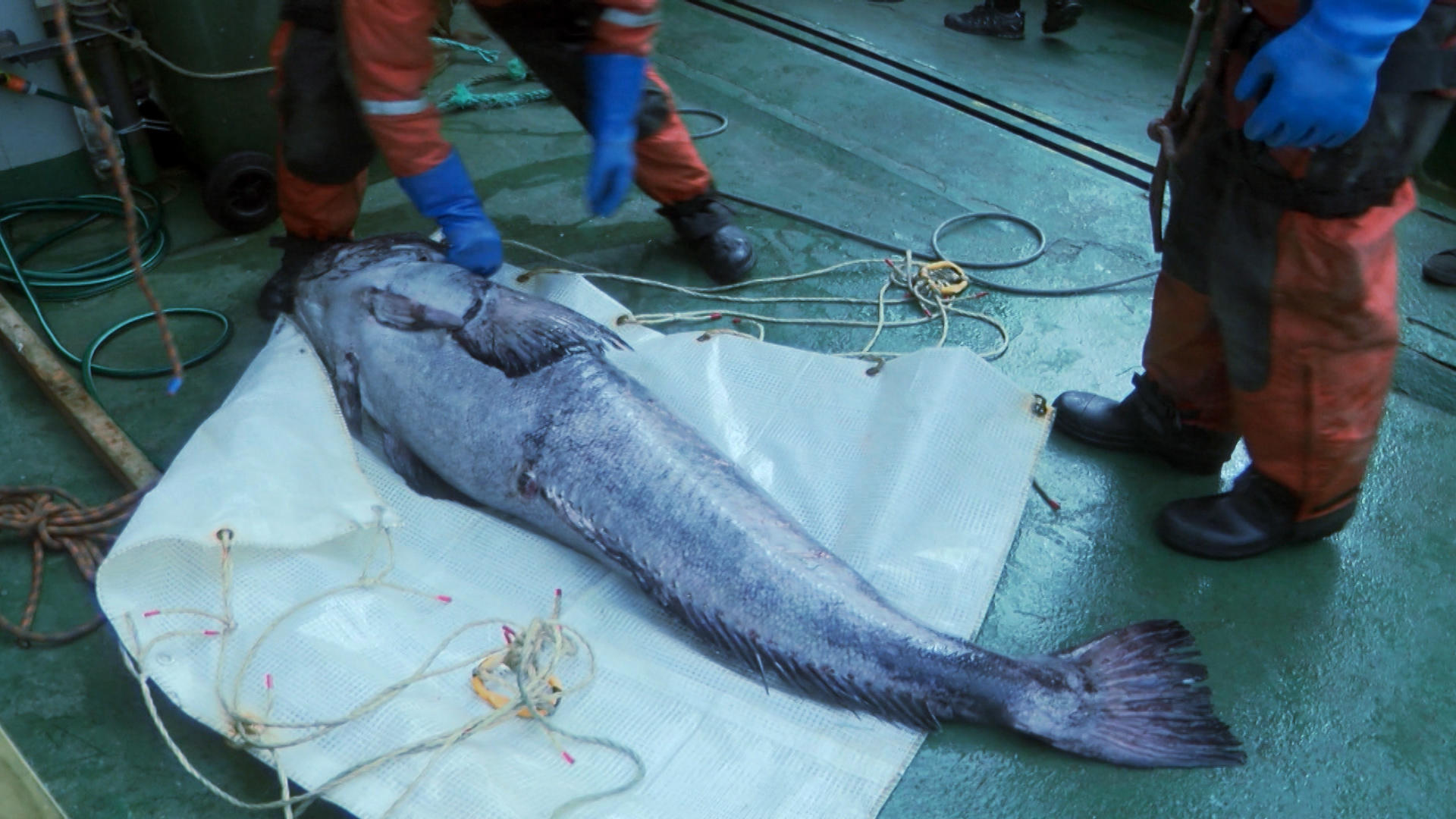 Poaching Icefish Ocean Warriors Animal Planet