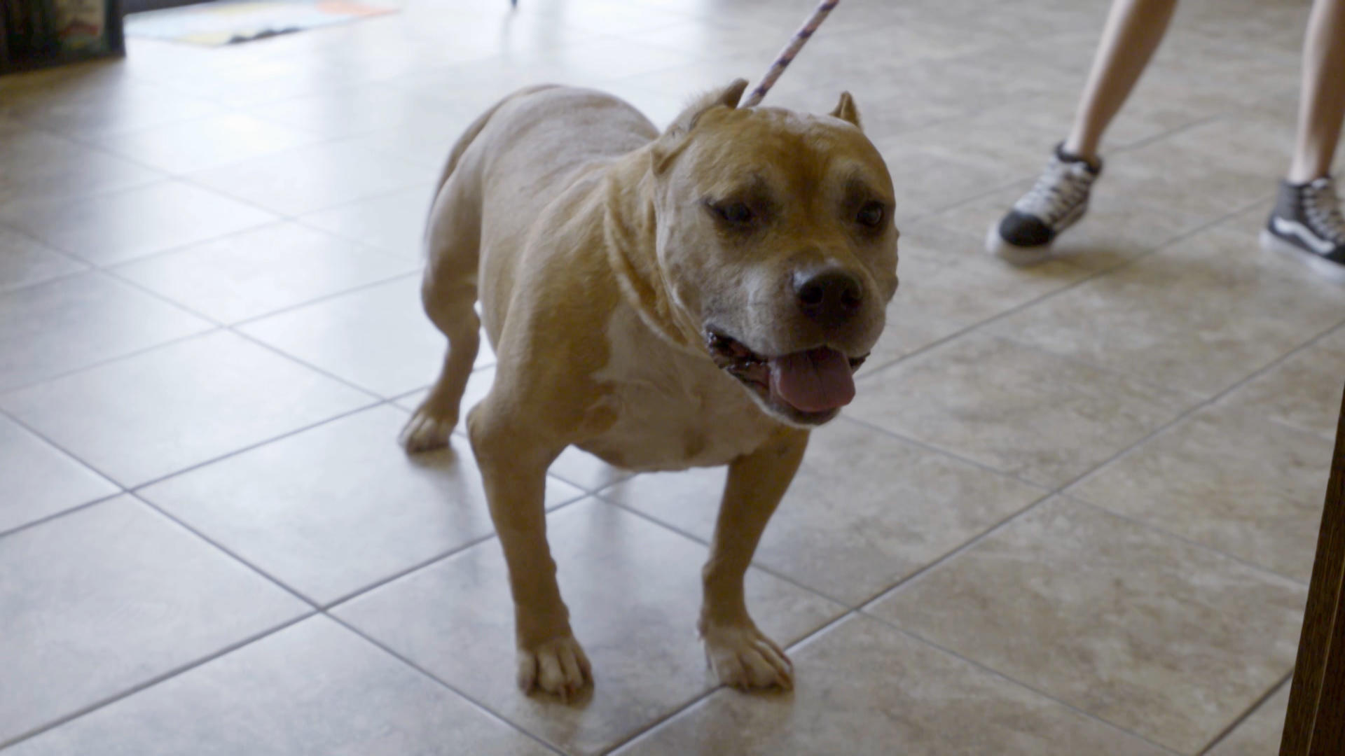 Melfi’s Return to Villalobos Pit Bulls and Parolees Animal