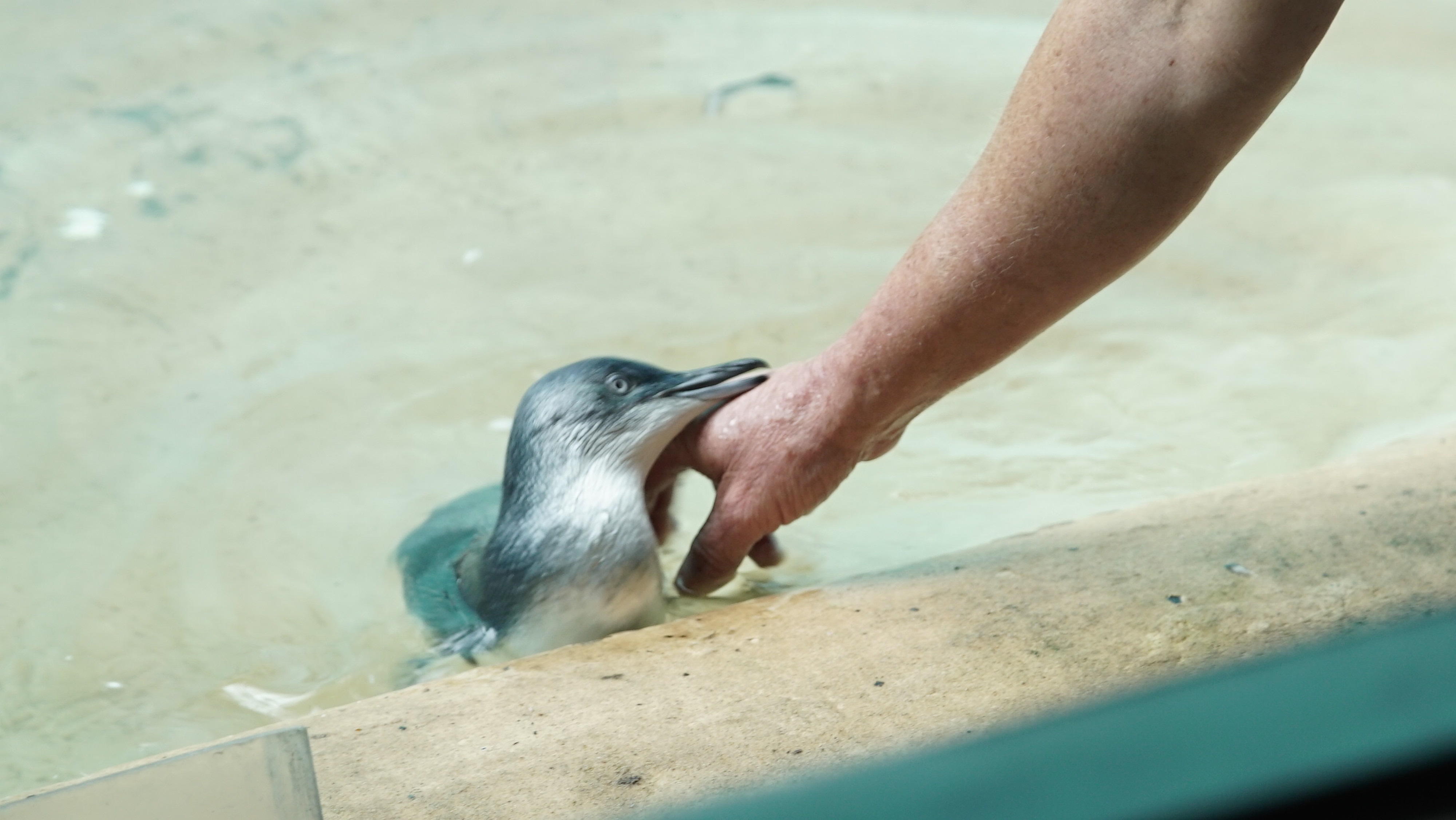 Meet the Animals of the Bronx Zoo | The Zoo | Animal Planet4000 x 2254