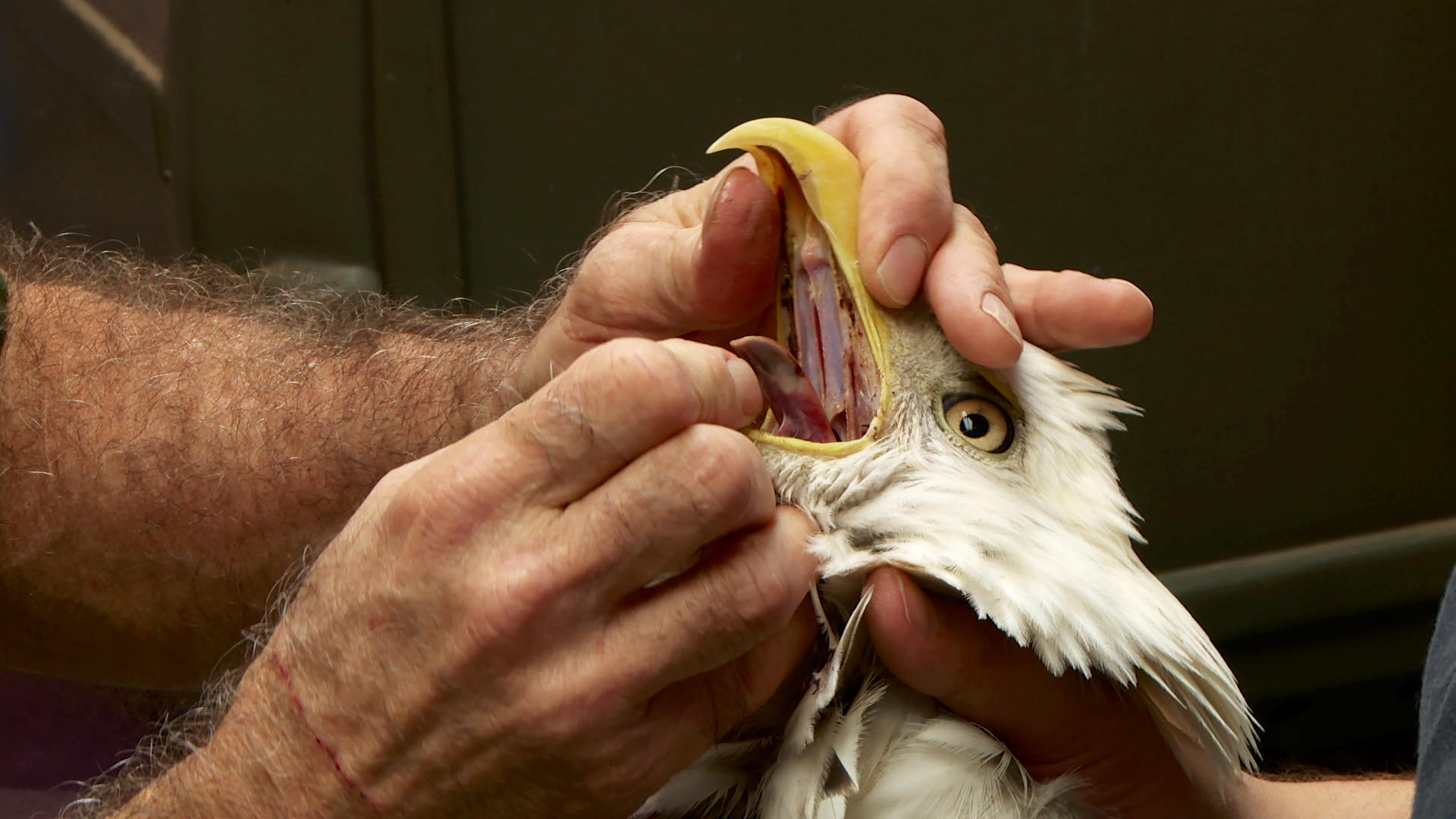 Helping an Injured Bald Eagle Lone Star Law Animal