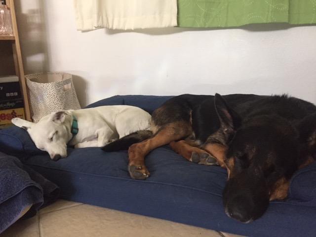Sarge and Suzy Q.