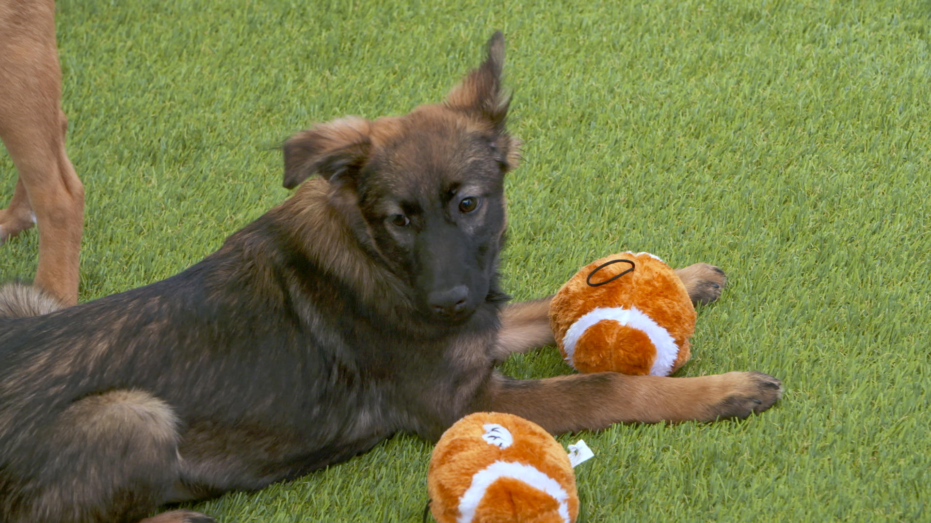 subaru plush dog toy