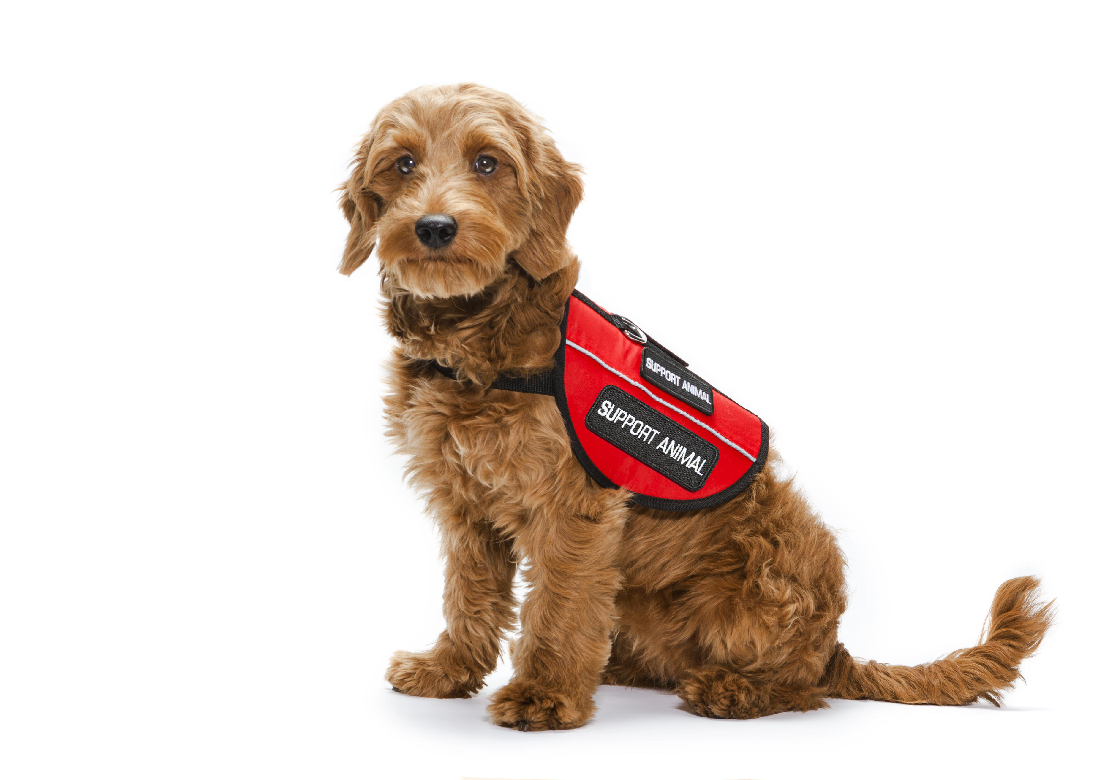 types of service dogs