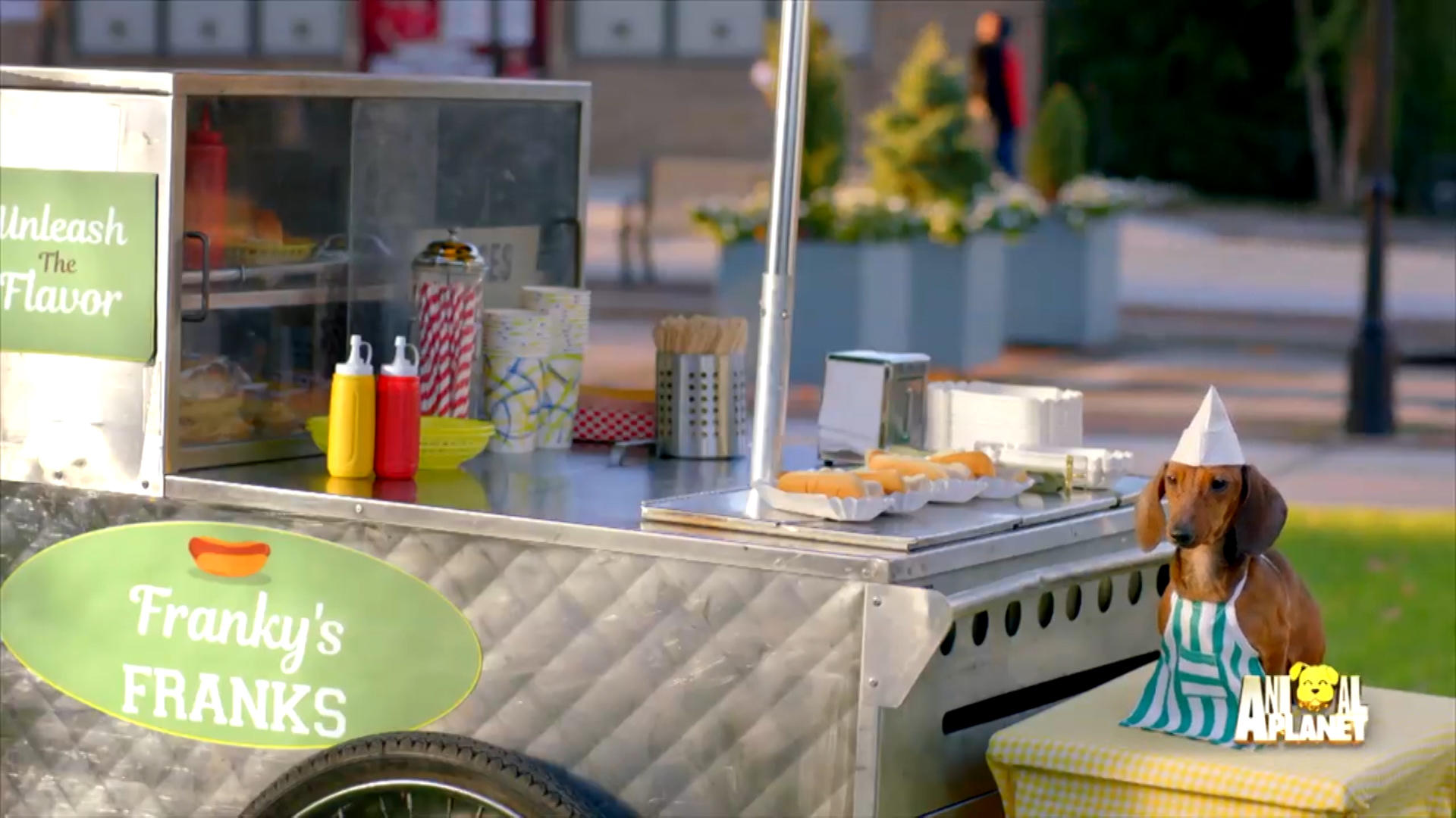 Weiner Dog Selling Weiners Puppy Bowl Animal