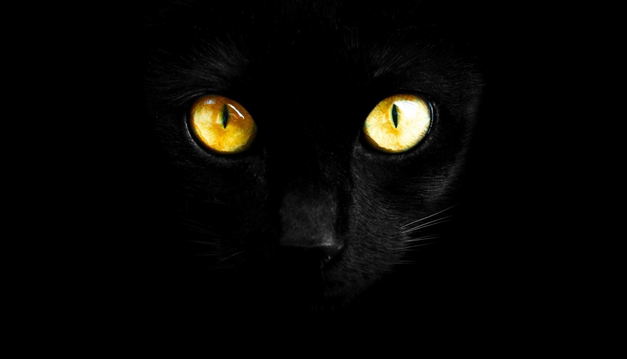 Black Cat Appreciation Day Is August 17th The Hauntist Destination