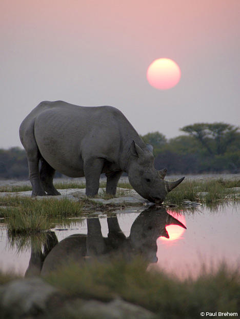 A black rhino arrives early at a secret waterhole to join a nighttime gathering of sometimes 15 or so other rhinos. The Africa crew captured this unique behavior for the first, but possibly the last time – as poaching of black rhino has risen to a shocking level in the last five years.