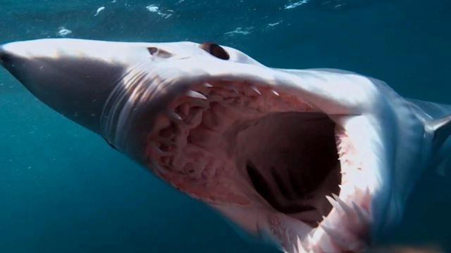 Top 10 Weird Sharks | Shark Week | Discovery