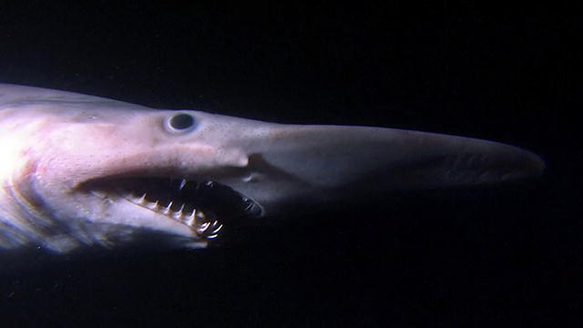 Scientists discover a terrifying 'ninja lanternshark' that can glow in the  dark