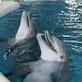 Shark Training