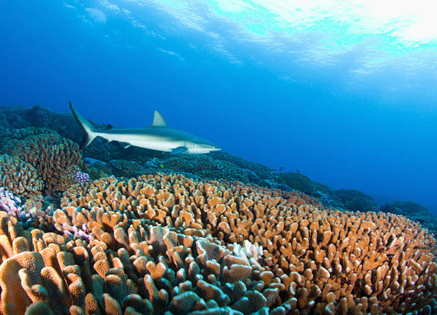 Like other reef sharks, the gray reef shark has a broad, round snout and large eyes, and is a very fast and agile predator. An aggressive shark, it tends to dominate other reef sharks in its territory. When threatened, the gray reef shark hunches its back, lowers its fins and swims in a side to side motion. This species is common to coral reefs in the Indo-Pacific.