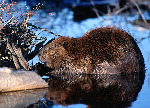 North American Beaver North America Discovery
