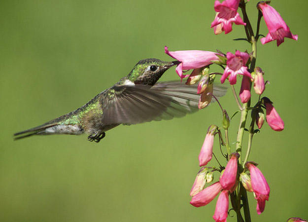 Calliope Hummingbird | North America | Discovery