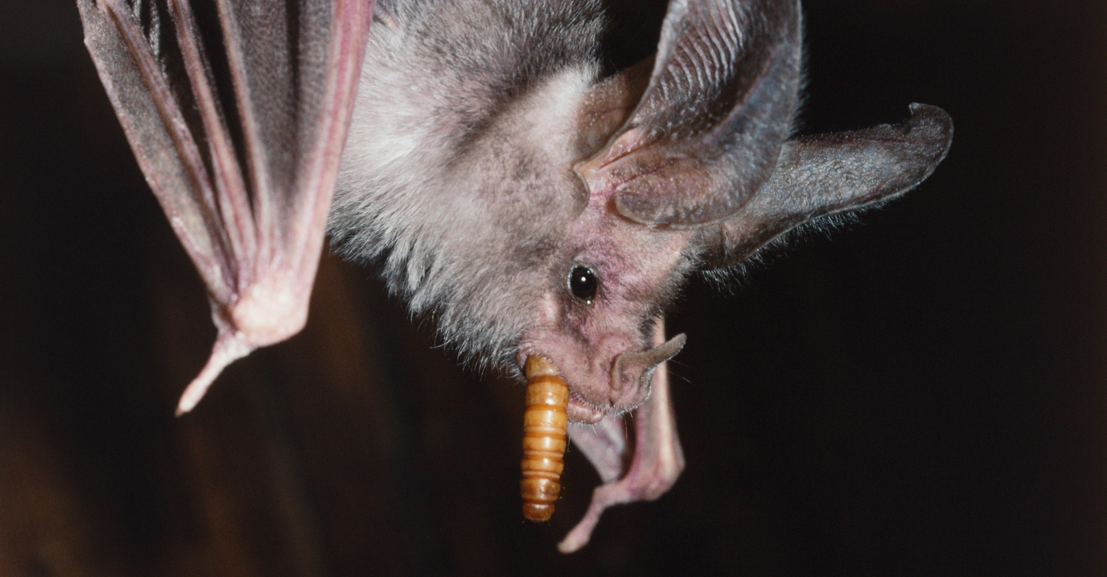 Bats Obey Innate ‘Traffic Rules’ to Avoid Collisions While Foraging