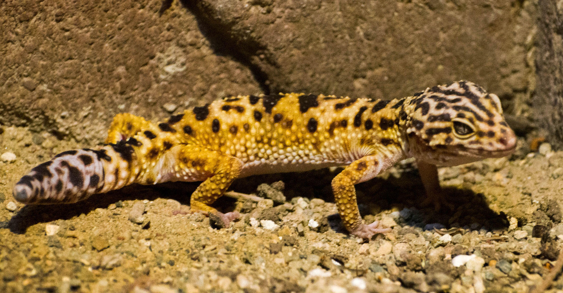 Think Gecko Skin is Sticky? Think Again! | Discovery Blog | Discovery