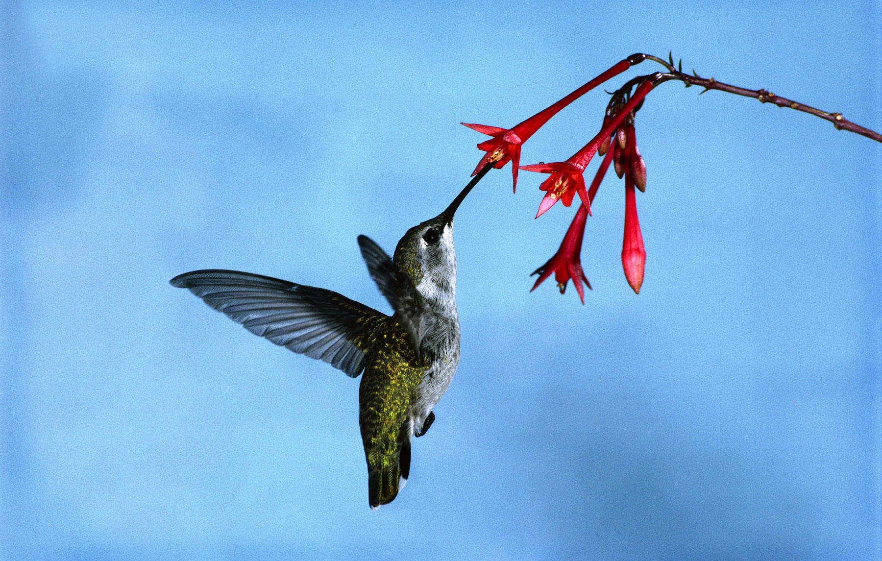 Hummingbirds Fly More Accurately Than Drones, Study Reveals Discovery