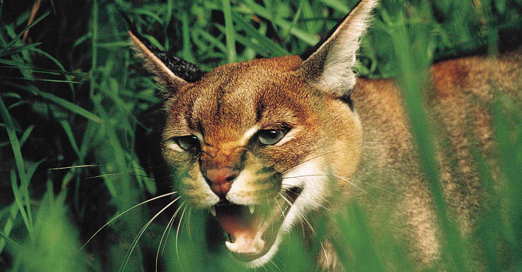 Culling Cats Is Ineffective Study Finds Discovery Blog Discovery