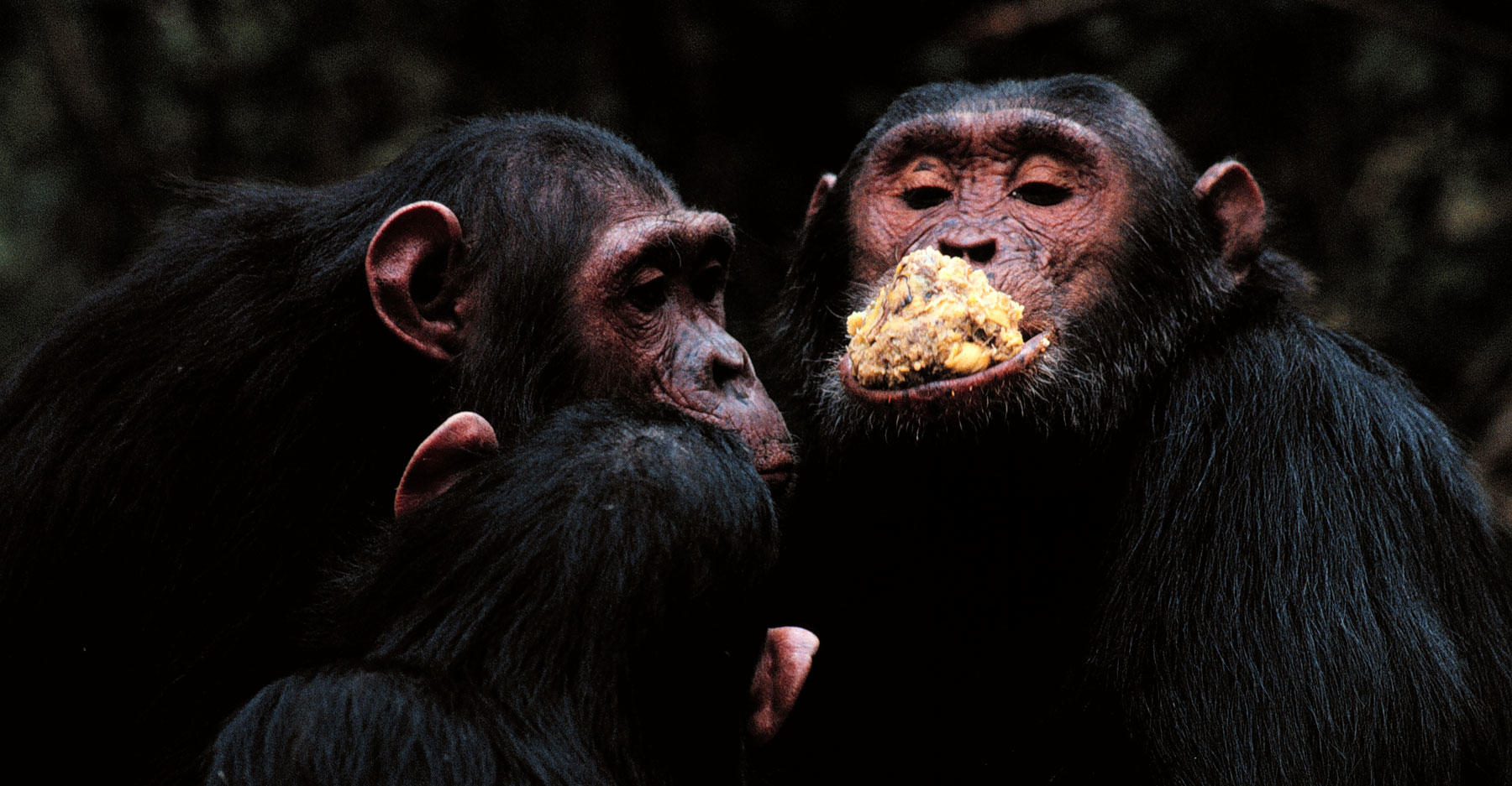 chimpanzee diet