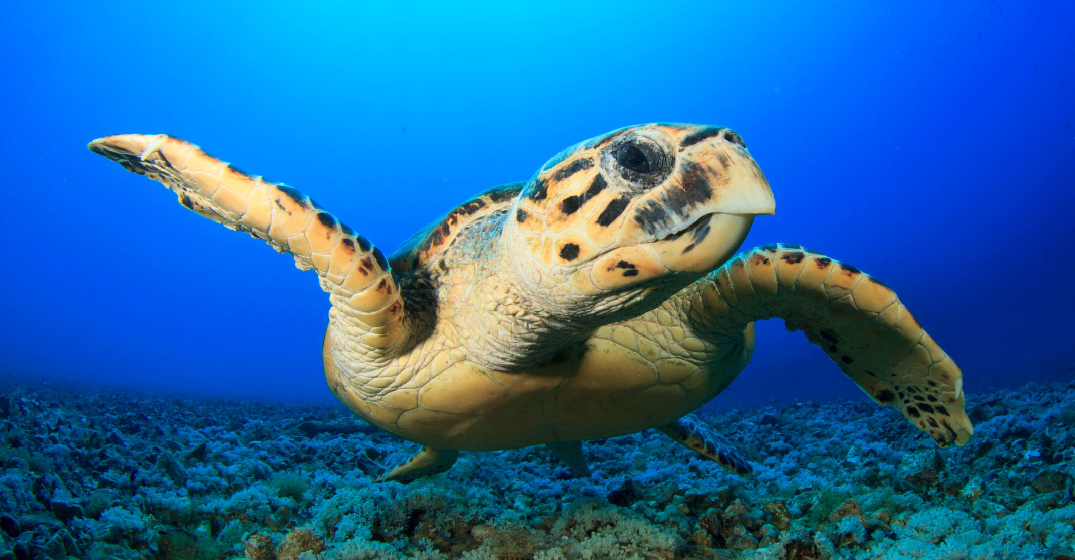 hawksbill-turtle-rebounding-after-quarter-centruy-of-conservation