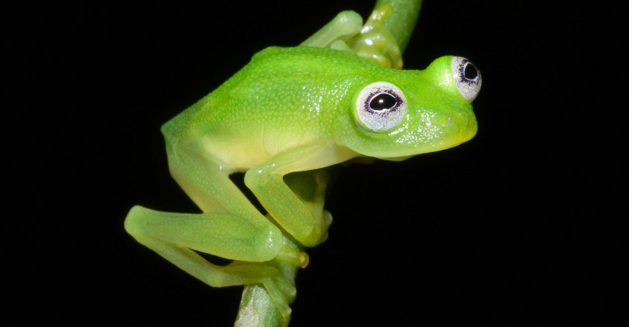 Real Life Kermit The Frog Found In Costa Rica Discovery Blog Discovery 3746