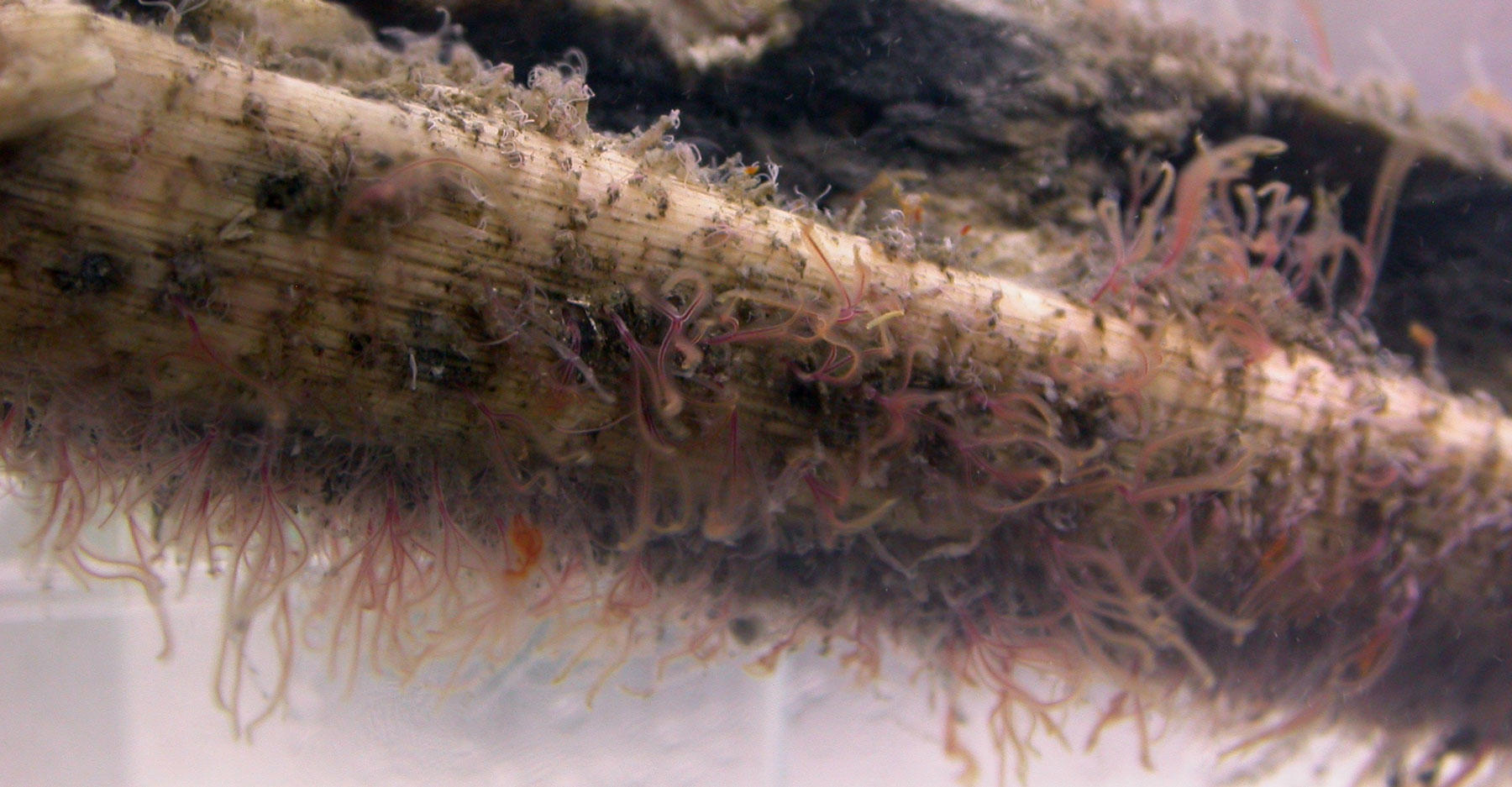 Meet the BoneEating ‘Zombie Worms’ That Ravaged Reptile Carcasses