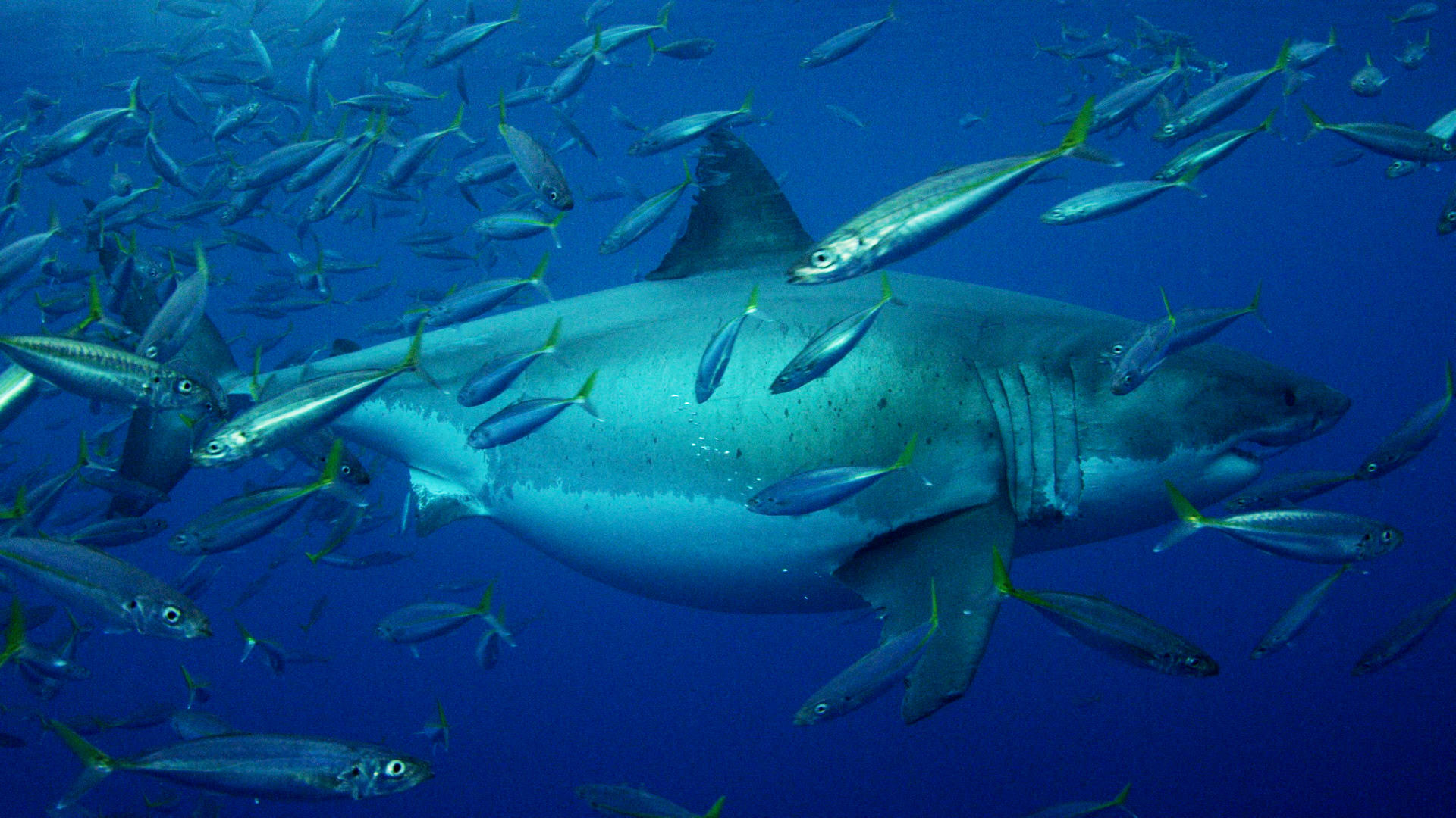 the-biggest-great-white-ever-filmed-shark-week-discovery