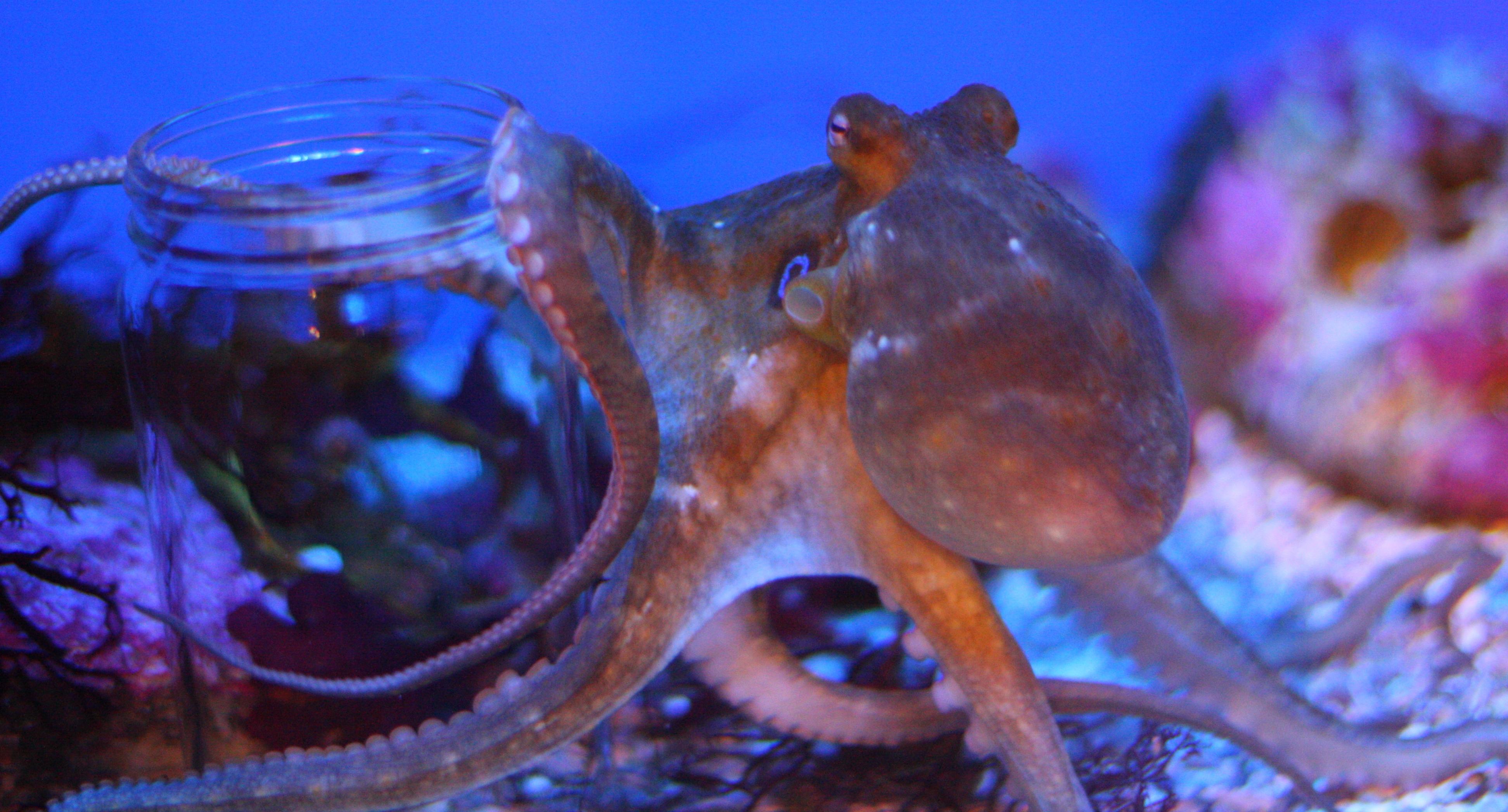 This Octopus Can See With its Skin Discovery Blog Discovery