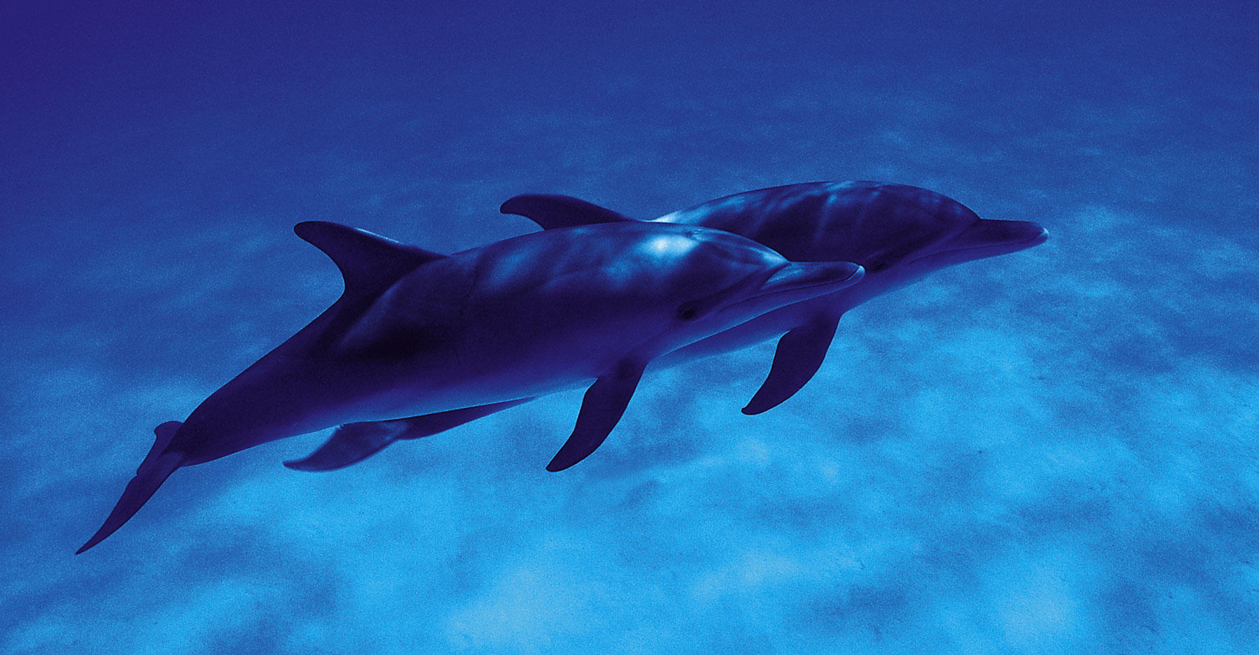 a study on the life of a dolphin A day in the life of a spinner dolphin spinner dolphins work the night shift they feed on fish and squid that, during the study of spinner dolphin food habits . a study on the life of a dolphin A day in the life of a spinner dolphin spinner dolphins work the night shift they feed on fish and squid that, during the study of spinner dolphin food habits .