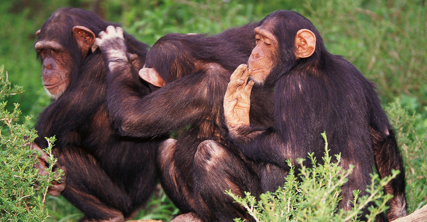 Study: Female Chimps Are Doin’ It For Themselves | Discovery Blog